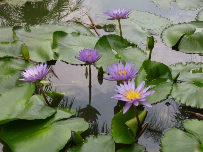 23 Pink water lilies My other interest of gardening especially Pink water lilies