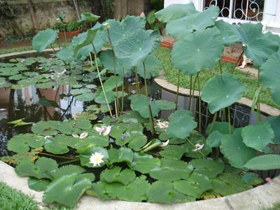 lotus_and_waterlilies Lotus and waterlillies